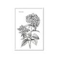 Picture of Hydrangea Sketch  _GroupedProduct_Rectangle_Portrait_Framed_Matted_