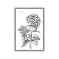 Picture of Hydrangea Sketch  _GroupedProduct_Rectangle_Portrait_Framed_Matted_