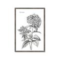 Picture of Hydrangea Sketch  _GroupedProduct_Rectangle_Portrait_Framed_Matted_