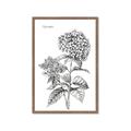 Picture of Hydrangea Sketch  _GroupedProduct_Rectangle_Portrait_Framed_Matted_
