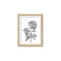 Picture of Hydrangea Sketch  _GroupedProduct_Rectangle_Portrait_Framed_Matted_