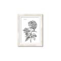 Picture of Hydrangea Sketch  _GroupedProduct_Rectangle_Portrait_Framed_Matted_