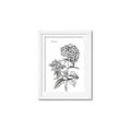 Picture of Hydrangea Sketch  _GroupedProduct_Rectangle_Portrait_Framed_Matted_