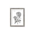 Picture of Hydrangea Sketch  _GroupedProduct_Rectangle_Portrait_Framed_Matted_