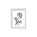 Picture of Hydrangea Sketch  _GroupedProduct_Rectangle_Portrait_Framed_Matted_