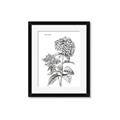 Picture of Hydrangea Sketch  _GroupedProduct_Rectangle_Portrait_Framed_Matted_