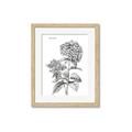 Picture of Hydrangea Sketch  _GroupedProduct_Rectangle_Portrait_Framed_Matted_