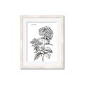 Picture of Hydrangea Sketch  _GroupedProduct_Rectangle_Portrait_Framed_Matted_