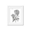 Picture of Hydrangea Sketch  _GroupedProduct_Rectangle_Portrait_Framed_Matted_