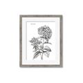 Picture of Hydrangea Sketch  _GroupedProduct_Rectangle_Portrait_Framed_Matted_