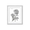 Picture of Hydrangea Sketch  _GroupedProduct_Rectangle_Portrait_Framed_Matted_