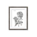 Picture of Hydrangea Sketch  _GroupedProduct_Rectangle_Portrait_Framed_Matted_