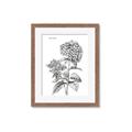 Picture of Hydrangea Sketch  _GroupedProduct_Rectangle_Portrait_Framed_Matted_