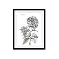 Picture of Hydrangea Sketch  _GroupedProduct_Rectangle_Portrait_Framed_Matted_