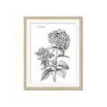 Picture of Hydrangea Sketch  _GroupedProduct_Rectangle_Portrait_Framed_Matted_