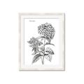 Picture of Hydrangea Sketch  _GroupedProduct_Rectangle_Portrait_Framed_Matted_