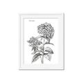 Picture of Hydrangea Sketch  _GroupedProduct_Rectangle_Portrait_Framed_Matted_