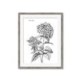 Picture of Hydrangea Sketch  _GroupedProduct_Rectangle_Portrait_Framed_Matted_