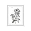 Picture of Hydrangea Sketch  _GroupedProduct_Rectangle_Portrait_Framed_Matted_