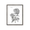 Picture of Hydrangea Sketch  _GroupedProduct_Rectangle_Portrait_Framed_Matted_
