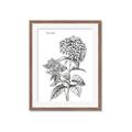 Picture of Hydrangea Sketch  _GroupedProduct_Rectangle_Portrait_Framed_Matted_
