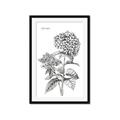 Picture of Hydrangea Sketch  _GroupedProduct_Rectangle_Portrait_Framed_Matted_