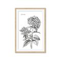 Picture of Hydrangea Sketch  _GroupedProduct_Rectangle_Portrait_Framed_Matted_