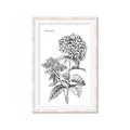 Picture of Hydrangea Sketch  _GroupedProduct_Rectangle_Portrait_Framed_Matted_