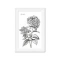 Picture of Hydrangea Sketch  _GroupedProduct_Rectangle_Portrait_Framed_Matted_