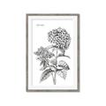 Picture of Hydrangea Sketch  _GroupedProduct_Rectangle_Portrait_Framed_Matted_