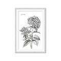 Picture of Hydrangea Sketch  _GroupedProduct_Rectangle_Portrait_Framed_Matted_
