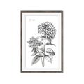 Picture of Hydrangea Sketch  _GroupedProduct_Rectangle_Portrait_Framed_Matted_