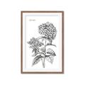Picture of Hydrangea Sketch  _GroupedProduct_Rectangle_Portrait_Framed_Matted_