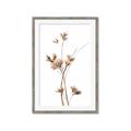 Picture of Aster Flower  _GroupedProduct_Rectangle_Portrait_Photography _GroupedProduct_Rectangle_Portrait_Framed_Matted_
