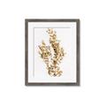 Picture of Dried Eucalyptus   _GroupedProduct_Rectangle_Portrait_Photography _GroupedProduct_Rectangle_Portrait_Framed_Matted_