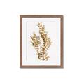 Picture of Dried Eucalyptus   _GroupedProduct_Rectangle_Portrait_Photography _GroupedProduct_Rectangle_Portrait_Framed_Matted_