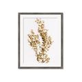 Picture of Dried Eucalyptus   _GroupedProduct_Rectangle_Portrait_Photography _GroupedProduct_Rectangle_Portrait_Framed_Matted_