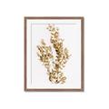 Picture of Dried Eucalyptus   _GroupedProduct_Rectangle_Portrait_Photography _GroupedProduct_Rectangle_Portrait_Framed_Matted_
