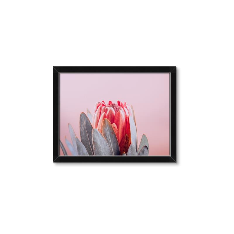 Picture of Mid Bloom _GroupedProduct_Rectangle_Landscape_Photography _GroupedProduct_Rectangle_Landscape_Framed_Matted_