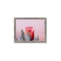Picture of Mid Bloom _GroupedProduct_Rectangle_Landscape_Photography _GroupedProduct_Rectangle_Landscape_Framed_Matted_