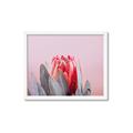 Picture of Mid Bloom _GroupedProduct_Rectangle_Landscape_Photography _GroupedProduct_Rectangle_Landscape_Framed_Matted_
