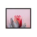 Picture of Mid Bloom _GroupedProduct_Rectangle_Landscape_Photography _GroupedProduct_Rectangle_Landscape_Framed_Matted_