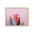 Picture of Mid Bloom _GroupedProduct_Rectangle_Landscape_Photography _GroupedProduct_Rectangle_Landscape_Framed_Matted_