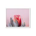 Picture of Mid Bloom _GroupedProduct_Rectangle_Landscape_Photography _GroupedProduct_Rectangle_Landscape_Framed_Matted_