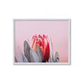 Picture of Mid Bloom _GroupedProduct_Rectangle_Landscape_Photography _GroupedProduct_Rectangle_Landscape_Framed_Matted_