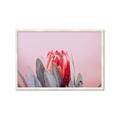 Picture of Mid Bloom _GroupedProduct_Rectangle_Landscape_Photography _GroupedProduct_Rectangle_Landscape_Framed_Matted_
