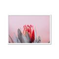 Picture of Mid Bloom _GroupedProduct_Rectangle_Landscape_Photography _GroupedProduct_Rectangle_Landscape_Framed_Matted_