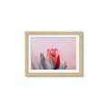Picture of Mid Bloom _GroupedProduct_Rectangle_Landscape_Photography _GroupedProduct_Rectangle_Landscape_Framed_Matted_