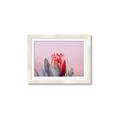 Picture of Mid Bloom _GroupedProduct_Rectangle_Landscape_Photography _GroupedProduct_Rectangle_Landscape_Framed_Matted_
