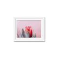 Picture of Mid Bloom _GroupedProduct_Rectangle_Landscape_Photography _GroupedProduct_Rectangle_Landscape_Framed_Matted_